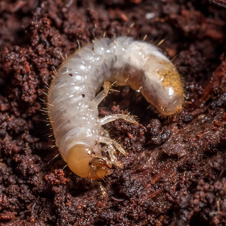 Soft Grubs and Larvae