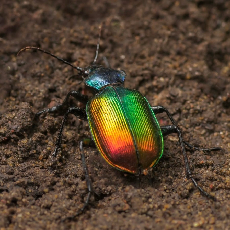 Soft Bug Lures