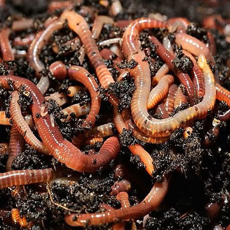 Soft Worms and Passive Baits