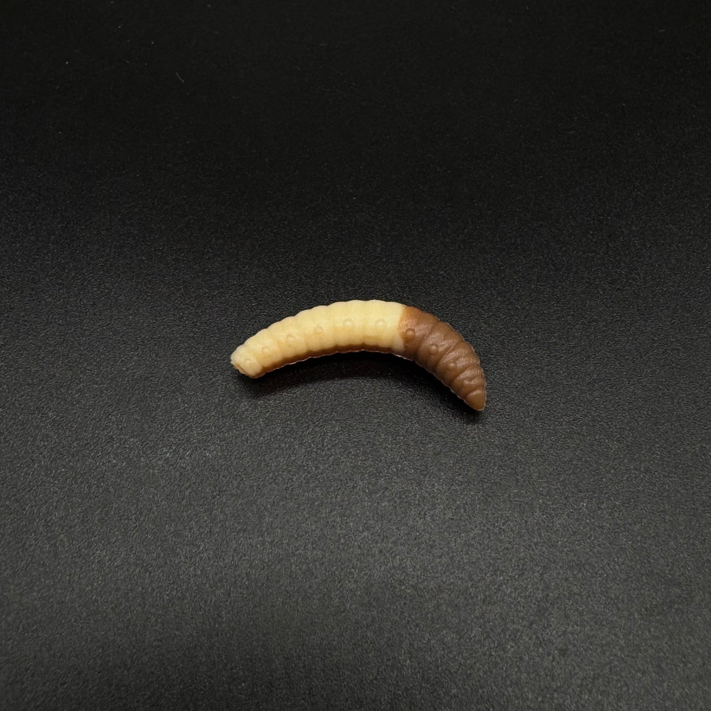 Larva Grub 30mm (color:Cheese+Coffee Milk)