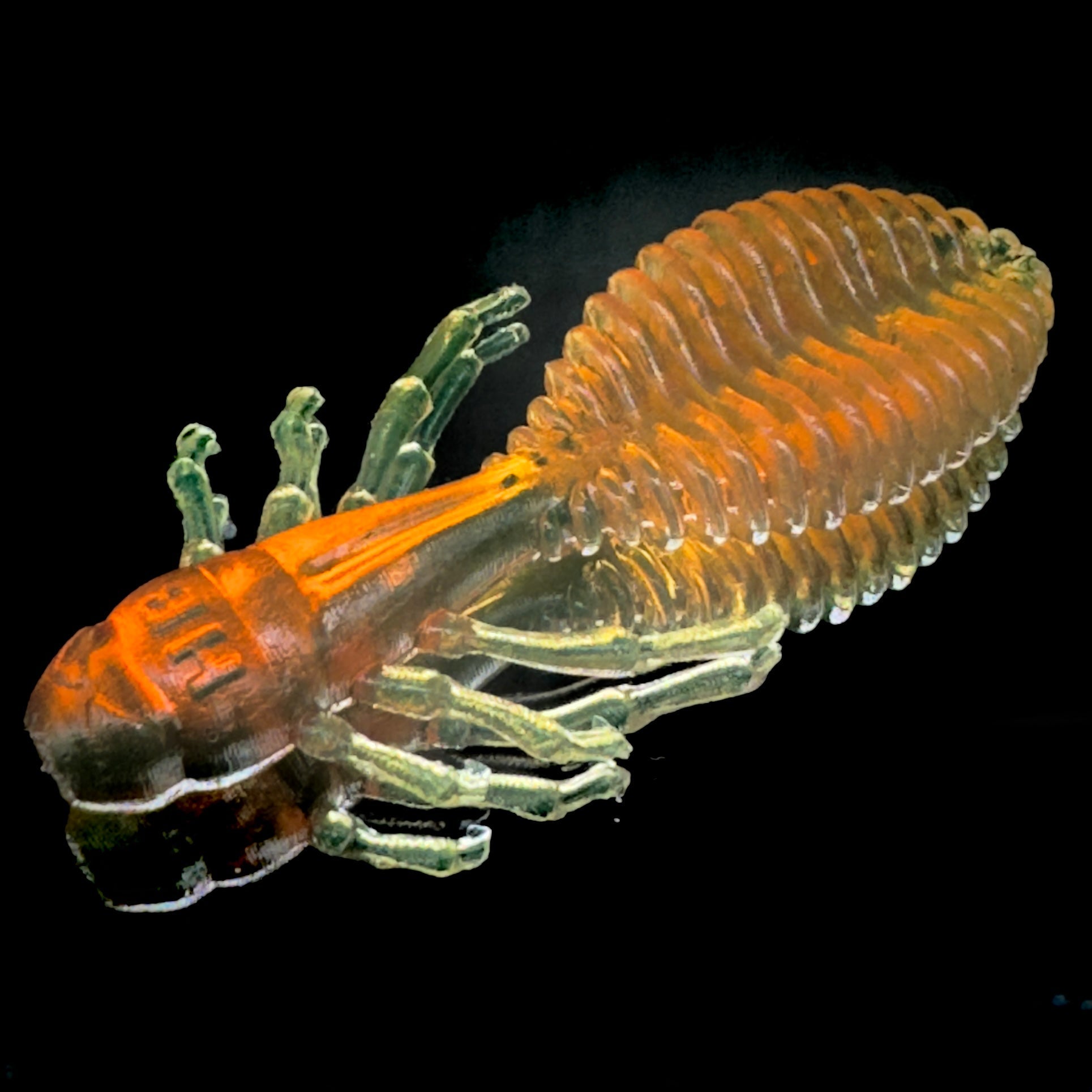 Beetle - Harmony Baits
