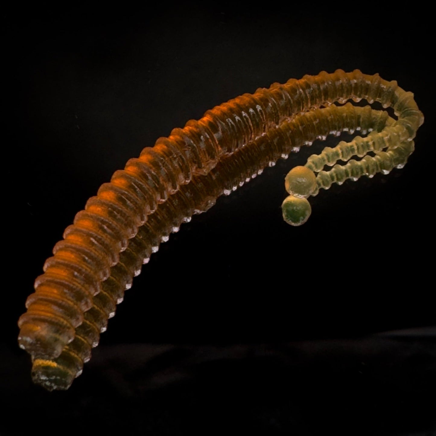 ZigZag - Harmony Baits